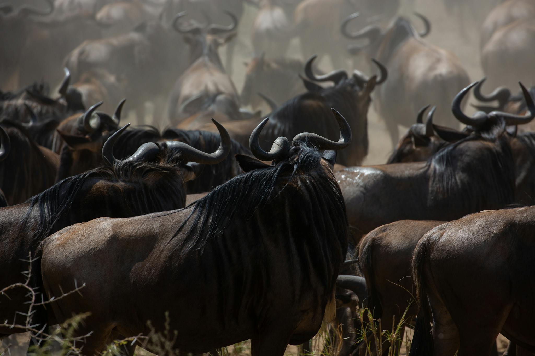A dramatic image of a wildebeest herd migrating through the savanna, showcasing wildlife in motion.
