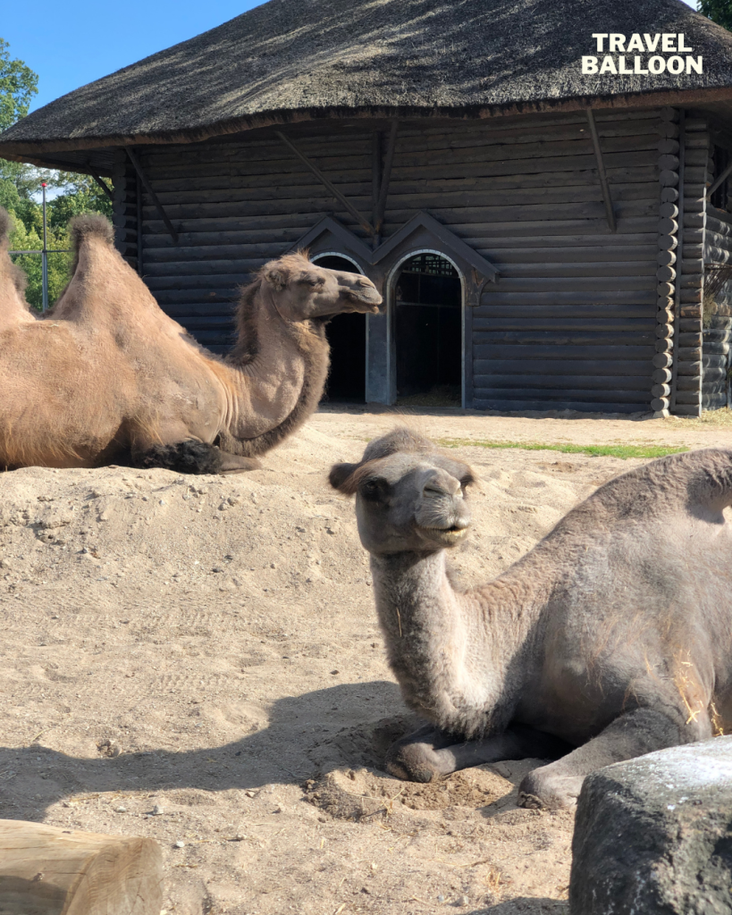 哥本哈根動物園