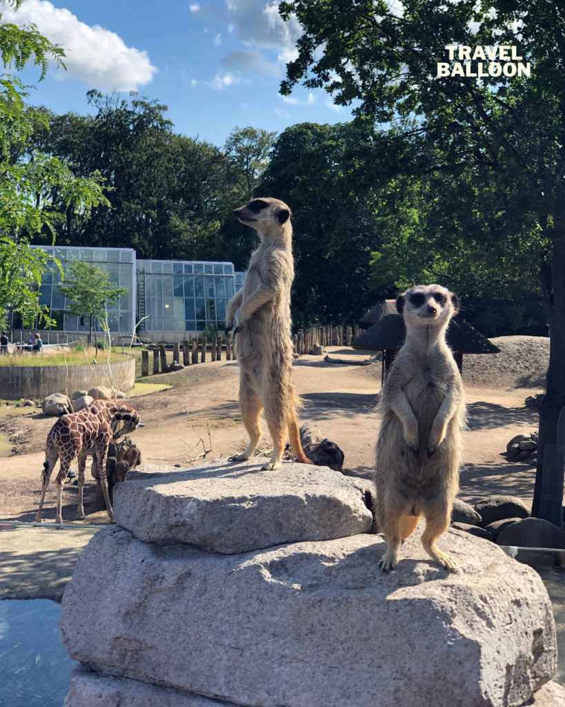 哥本哈根動物園